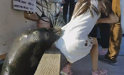 Морской лев утащил девочку под воду (видео)
