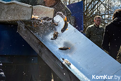 В пруд Тарасово под Бобруйском запустили карпов