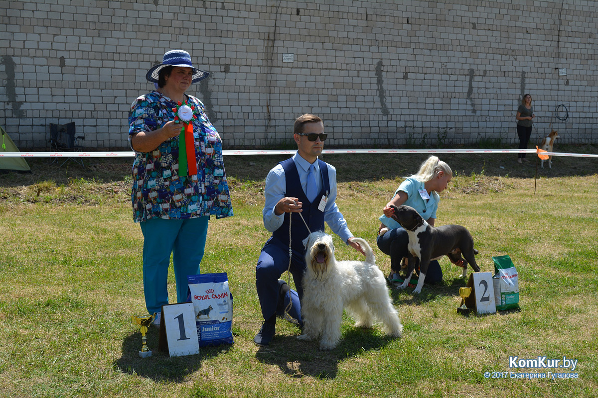 В Бобруйске прошла Республиканская выставка собак
