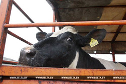  Лукашенко подарил корову - среди буренок провели кастинг