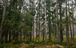 Леса Бобруйщины открыты для посещения