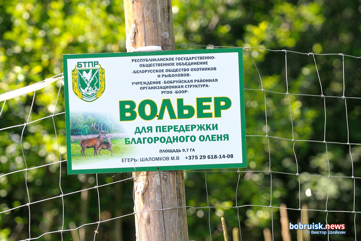 Из вольера под Бобруйском выпустили на волю благородных оленей