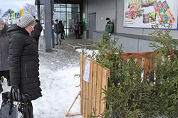 Сколько будут стоить елки?