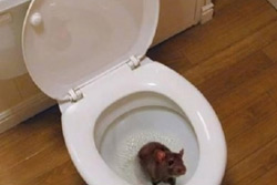 «Крысы лезут из подвала…» Письмо от бобруйчанки