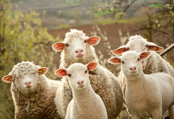 Почему вредно считать овец на ночь и как избавиться от бессонницы