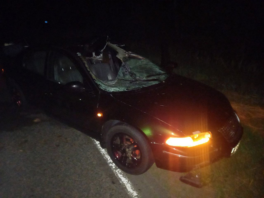 Ночью в Бобруйском районе автомобиль столкнулся с животным