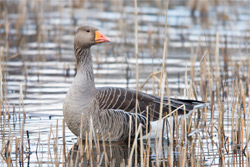 В эти выходные в Беларуси открывается охота на гусей