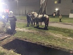 Как спасатели доставали лошадь из ливневого коллектора (видео)
