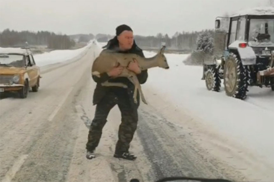 На трассе Могилев-Бобруйск тракторист спас косулю (видео)