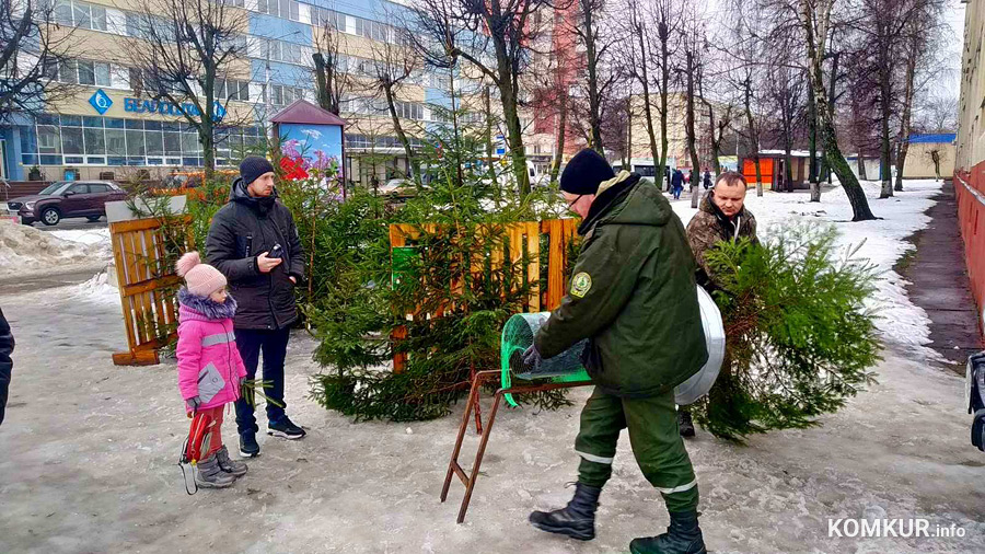 В Бобруйске начали работать елочные базары