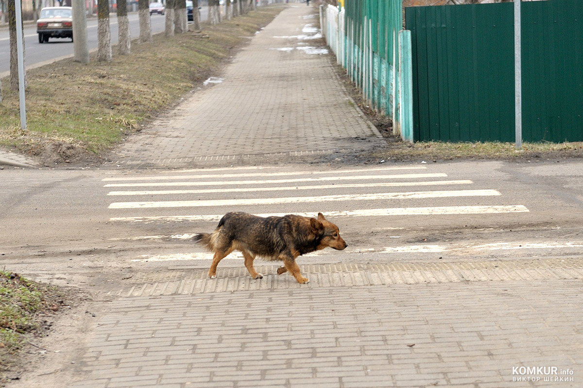 Пешком по улице Бахарова. Бобруйский фоторепортаж