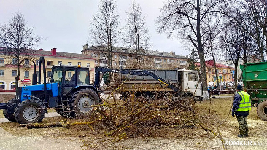 В сквере на главной улице Бобруйска спиливают деревья. Мы узнали причину