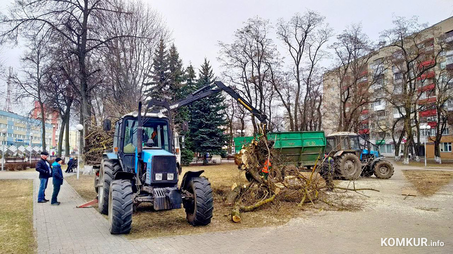 В сквере на главной улице Бобруйска спиливают деревья. Мы узнали причину
