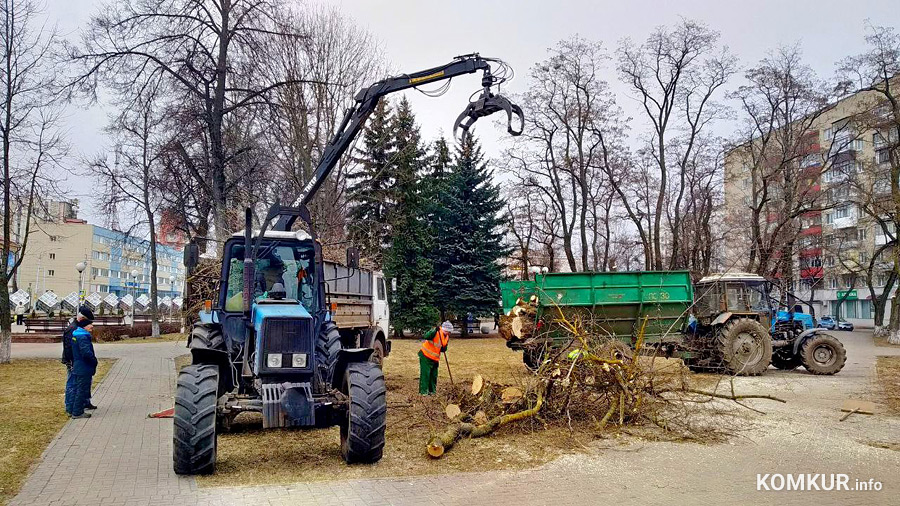 В сквере на главной улице Бобруйска спиливают деревья. Мы узнали причину