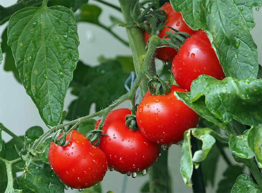 Когда сажать помидоры на рассаду в апреле 2023 по лунному календарю