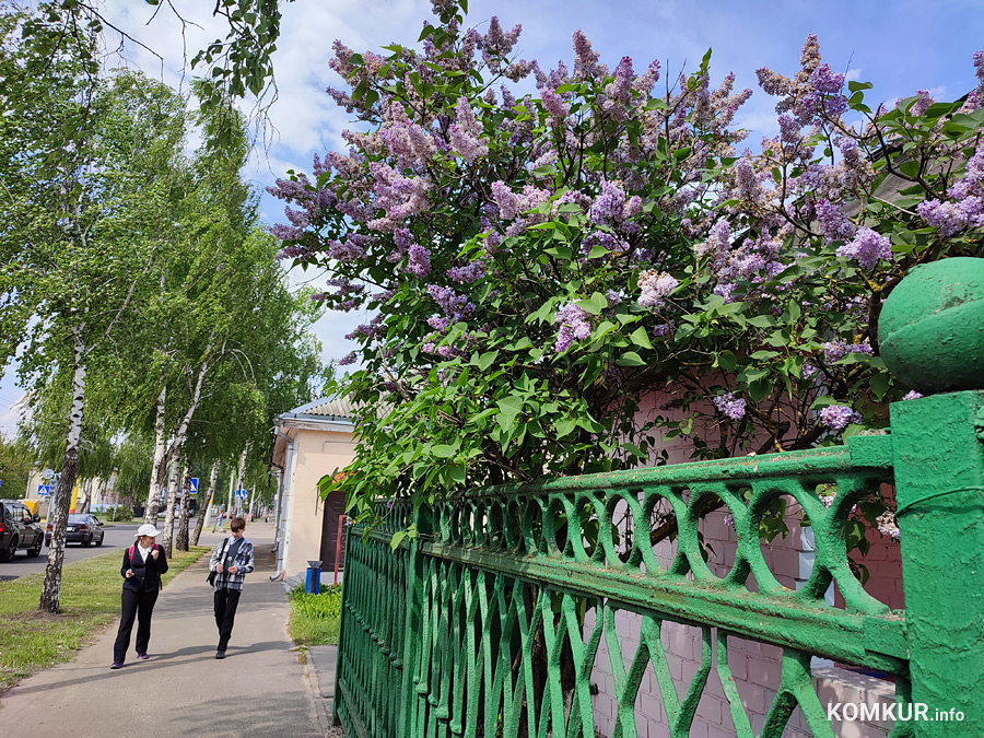 На этой неделе в Бобруйске настоящий фестиваль сирени.