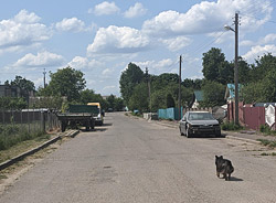 Длина цепи, длина жизни… По следам трагедии с алабаем в Ковалях