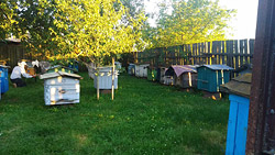 Можно ли жить только на доходы с пчеловодства? Рассказывает пасечник из Бобруйска