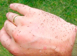 Названа причина огромного количества комаров и мошкары в Беларуси