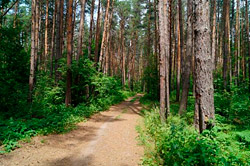 Вход в леса вокруг Бобруйска снова открыт