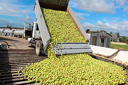 Бобруйское предприятие «Красный пищевик» начнет прием яблок в понедельник, 4 сентября