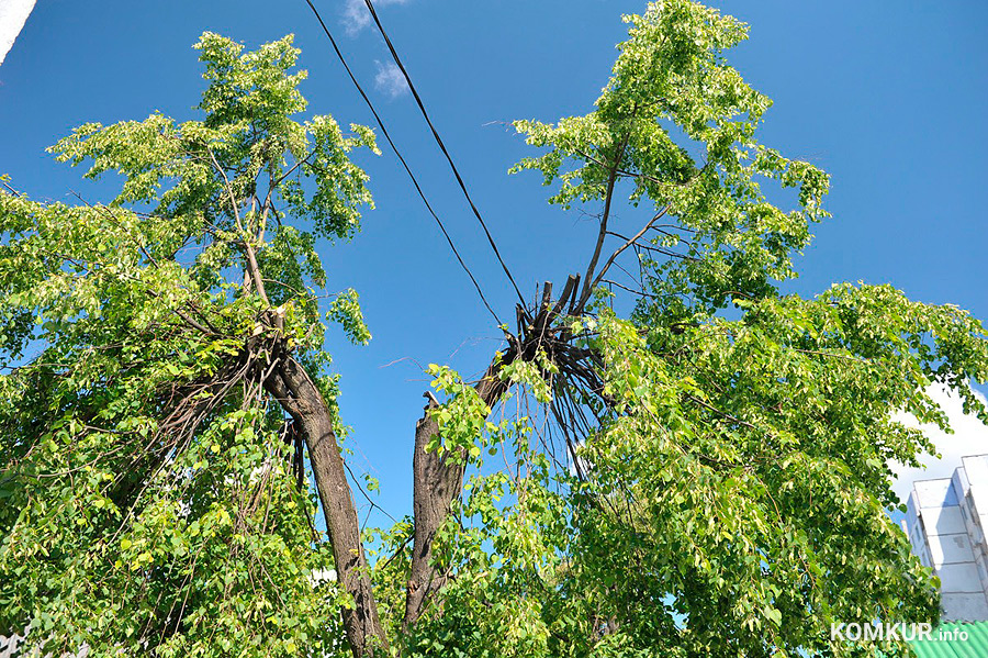 С 23 по 25 августа в связи с обрезкой деревьев не будет света в ряде районов Бобруйска. Об этом сообщил сайт РУП «Могилевэнерго». 