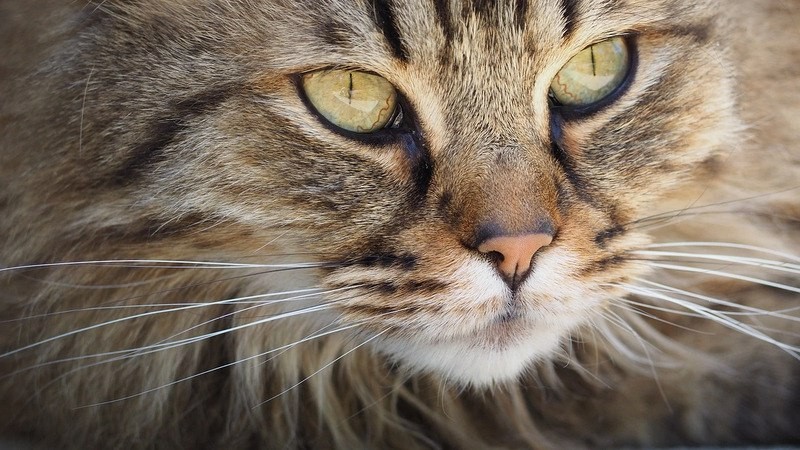 Почему нельзя трогать кота за усы: а вам было бы приятно?