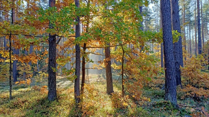В Бобруйском районе введен полный запрет на посещение лесов