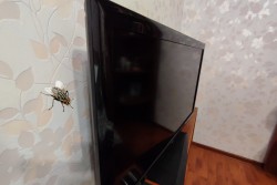 Уникальный случай: женщина купила новый телевизор, а его испортили… мухи! Дело дошло до суда