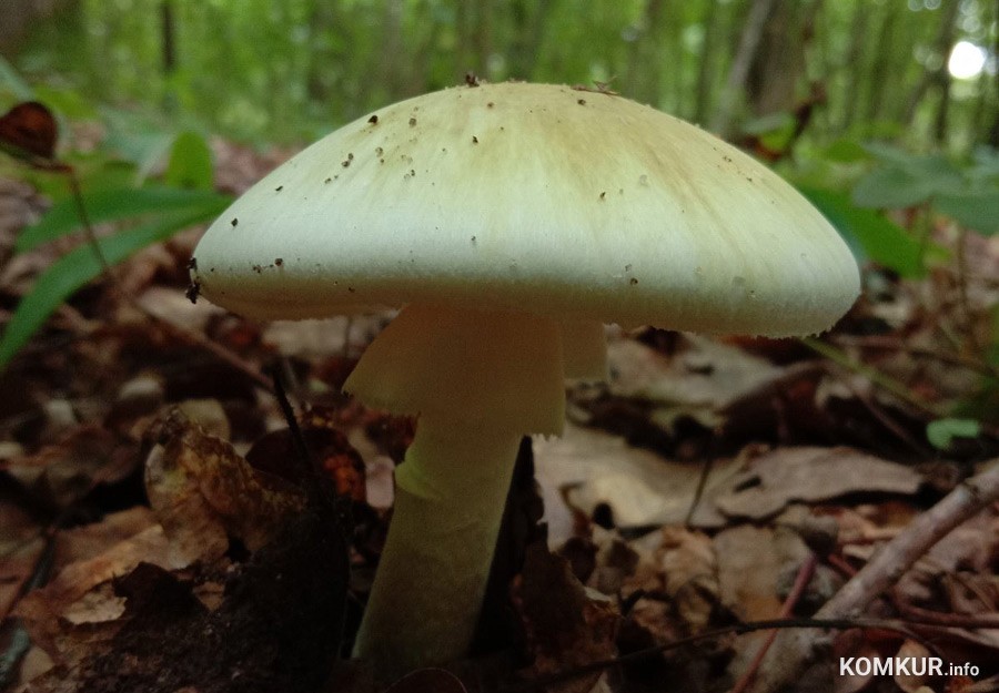 В Беларуси с начала года 68 человек отравились грибами