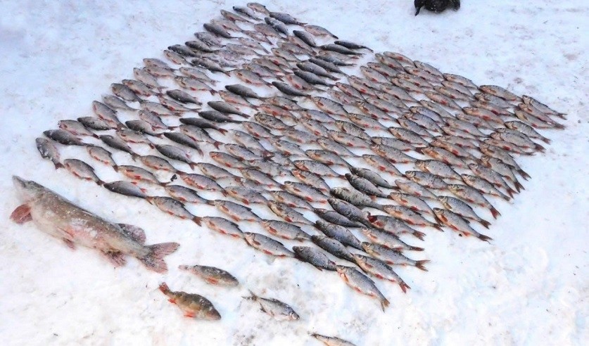 Ущерб, который нанесли природе незаконной рыбалкой трое жителей агрогородка Тетерино, оценивается почти в 16 тысяч рублей. Возбуждено уголовное дело.