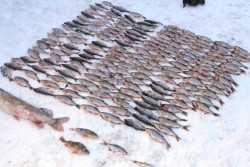 Порыбачили на «статью»: незаконный улов может стоить браконьерам из Круглянского района свободы