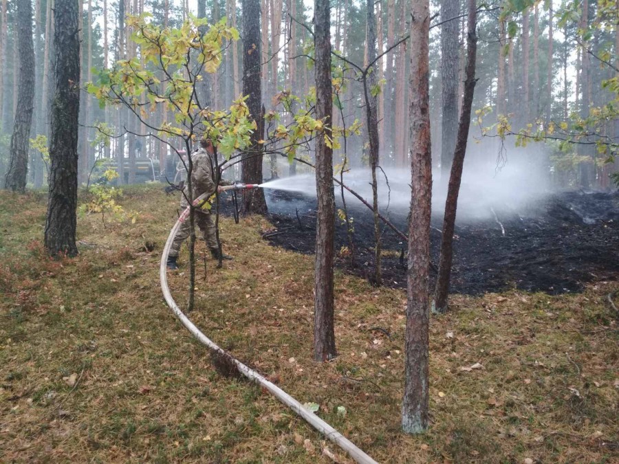 Осень 2023 года. Бобруйский район. Тушение возгорания в лесу за очистными сооружениями