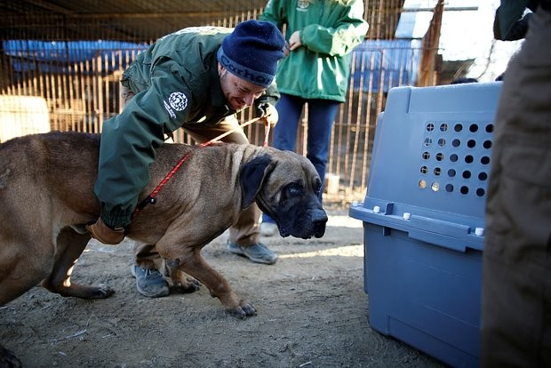 В Южной Корее законодательно запретят есть собак
