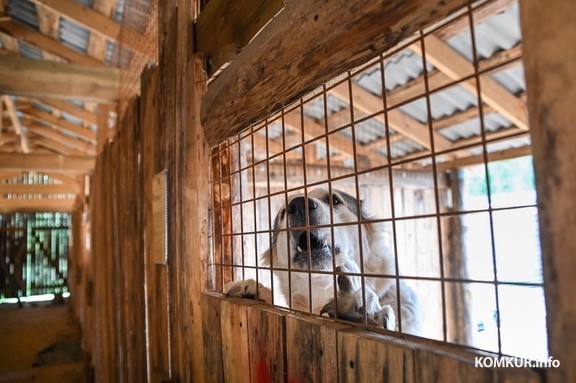 Бобруйский приют для бездомных животных просит помочь кормом и продуктами