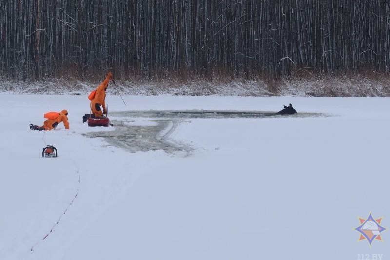 Как спасали тонущего лося, который убегал от собак по тонкому льду. Видео