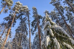 Мороз, туман и гололед ожидаются в Беларуси 6 декабря