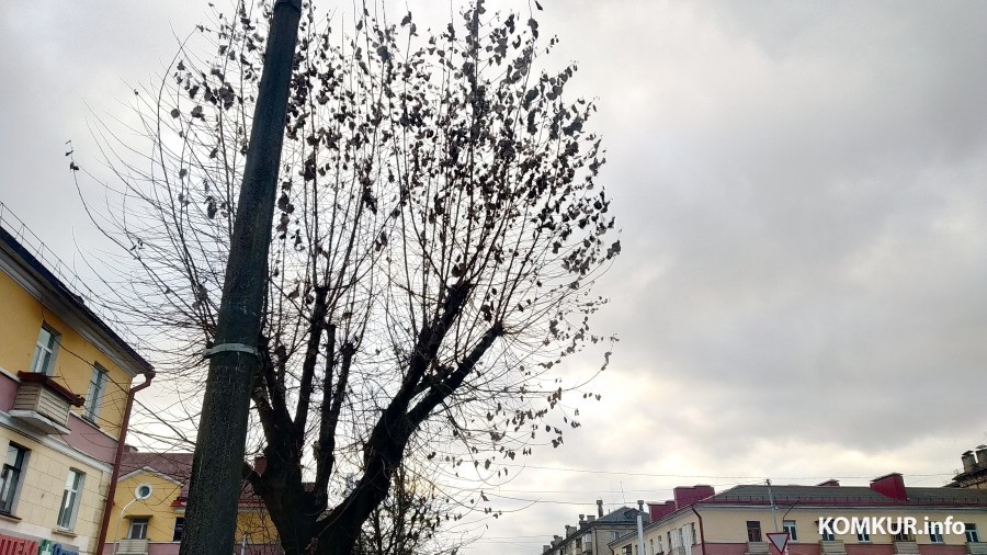 Ошибка природы или привычное явление? Необычное дерево на бобруйской улице 