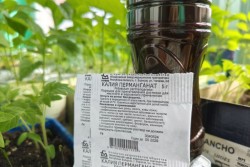 Зачем нужна марганцовка на огороде? Рассказываем