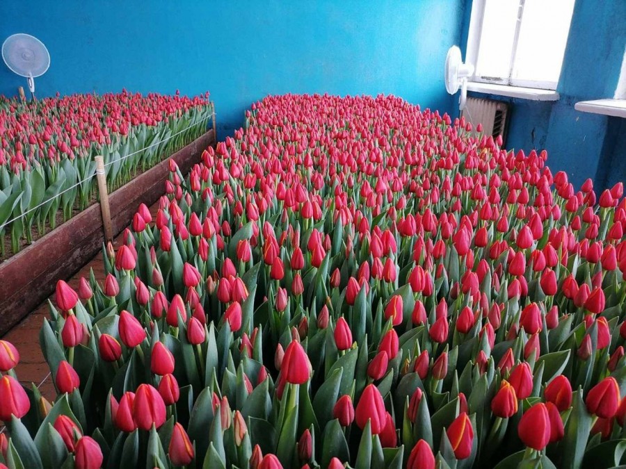 Тюльпаны, выращенные Сергеем Пыжанковым. Круглянский район Могилевской области. 