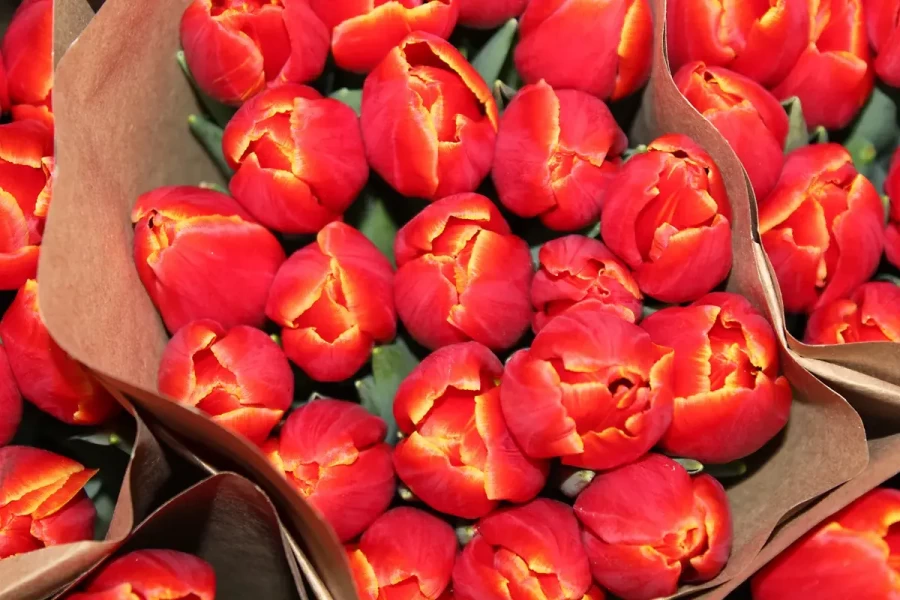 Тюльпаны, выращенные Сергеем Пыжанковым. Круглянский район Могилевской области. 