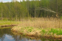 Грозит до 10 лет лишения свободы: на Могилевщине раскрыта афера с заготовкой древесины