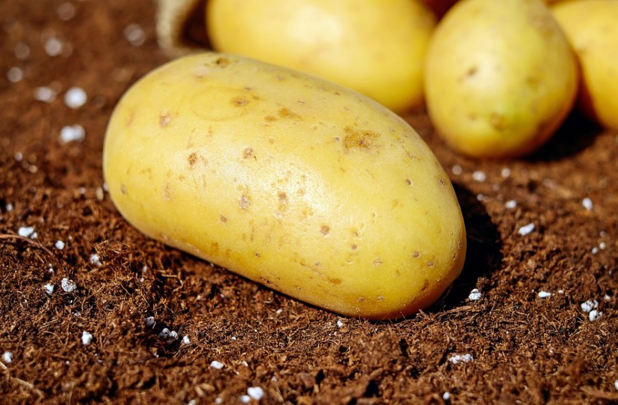 В Беларуси вывели новый сорт картофеля для чипсов
