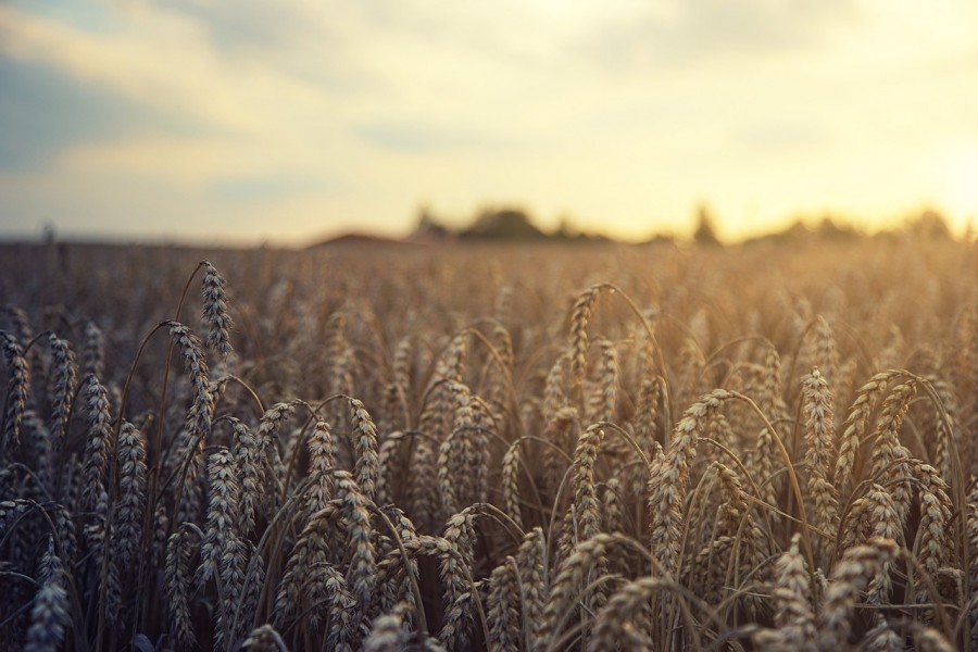 ЕС собирается взимать пошлину на импорт зерна из Беларуси и РФ