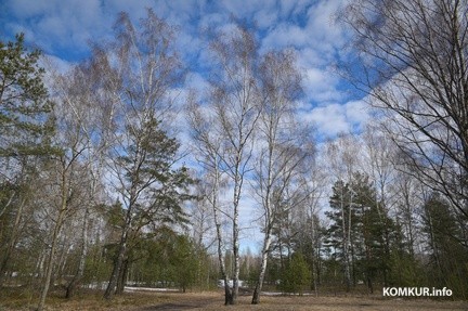 Ограничения на посещение лесов введены в 23 районах Беларуси, в том числе в Бобруйском
