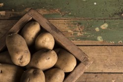 Почему картошка за время хранения в погребе стала сладкой: можно ли есть такой картофель