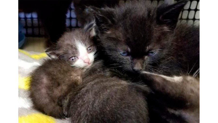 Жительница Витебска убила топором кошку и двух ее котят, а видео «казни» выложила в соцсети