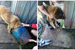 «Ни одно животное не пострадало». Под Бобруйском и в Кировске спасатели вызволили собак из железного плена