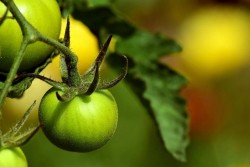Что сделать, чтобы томаты быстро покраснели на кусту: дачные хитрости