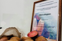 В Беларуси вывели фиолетовый картофель. Сорт назвали «Вайлдберриз»